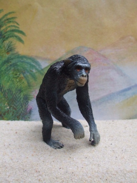 Schimpanse - laufend