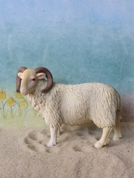 Schaf / 'Gotland'-Schaf ... mit Hörnern